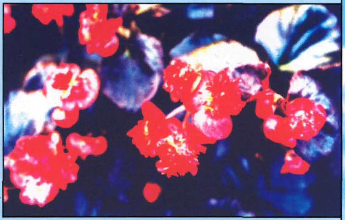 B. ‘Fire Fly’